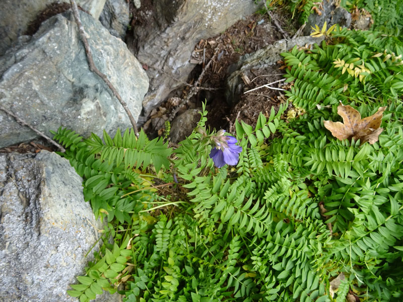 Polemonium caeruleum / Polemonio ceruleo